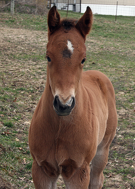foal 2013