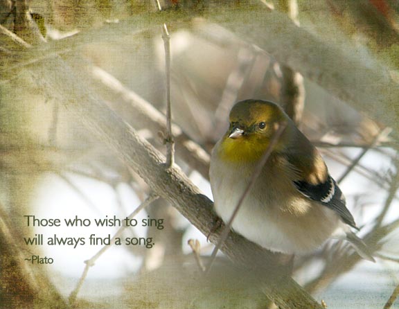 goldfinch-winter