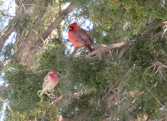 two cardinals