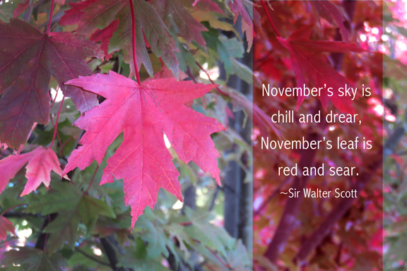 november-leaf-quotography